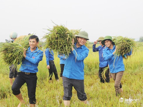 Hà Tĩnh: Đoàn thanh niên ra quân giúp dân gặt lúa