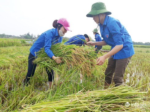 Hà Tĩnh: Đoàn thanh niên ra quân giúp dân gặt lúa