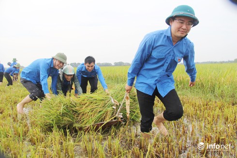 Hà Tĩnh: Đoàn thanh niên ra quân giúp dân gặt lúa