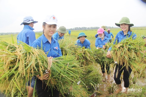 Hà Tĩnh: Đoàn thanh niên ra quân giúp dân gặt lúa
