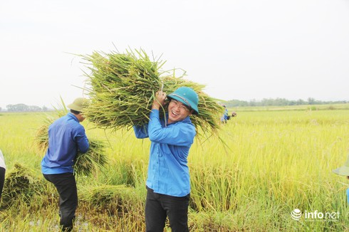 Hà Tĩnh: Đoàn thanh niên ra quân giúp dân gặt lúa