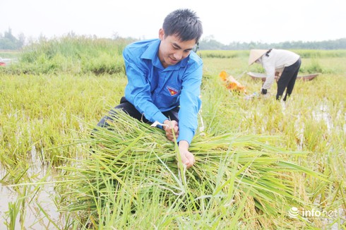 Hà Tĩnh: Đoàn thanh niên ra quân giúp dân gặt lúa