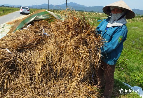Hà Tĩnh: Mất mùa nặng nề, 40 vạn dân có nguy cơ 