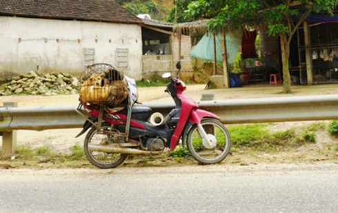 Tuyệt đối không dùng thuốc nam chữa bệnh khi bị chó dại cắn - ảnh 2