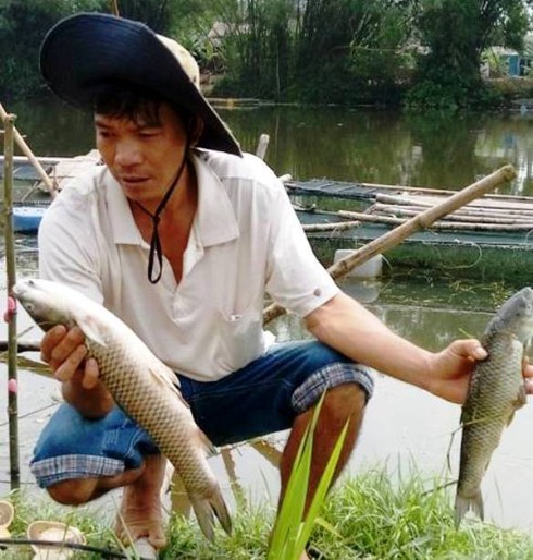 Huế: Thiếu ô xi, cá trên sông Bồ chết hàng loạt - ảnh 1