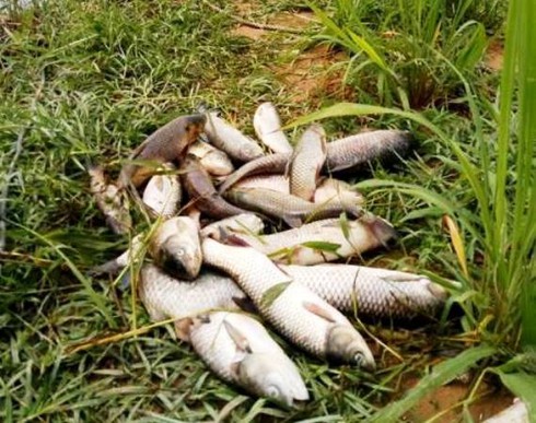 Huế: Thiếu ô xi, cá trên sông Bồ chết hàng loạt - ảnh 3