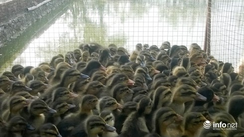Thạc sỹ nuôi vịt Cổ Lũng kiếm gần 300 triệu mỗi năm - ảnh 1