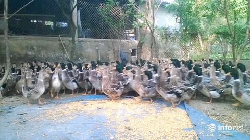 Thạc sỹ nuôi vịt Cổ Lũng kiếm gần 300 triệu mỗi năm - ảnh 3
