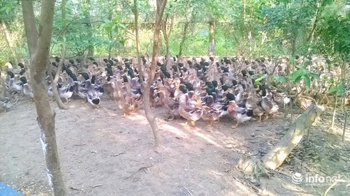 Thạc sỹ nuôi vịt Cổ Lũng kiếm gần 300 triệu mỗi năm - ảnh 4