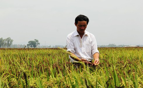 Bức tranh độc đáo về Bác Hồ và Chiến thắng Điện Biên Phủ trên cánh đồng lúa - ảnh 2