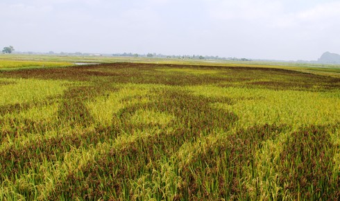 Bức tranh độc đáo về Bác Hồ và Chiến thắng Điện Biên Phủ trên cánh đồng lúa - ảnh 3