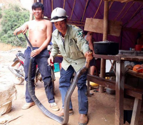 Nghệ An: Bắt được rắn hổ mang “khủng” dài 3m, nặng hơn 5kg - ảnh 1