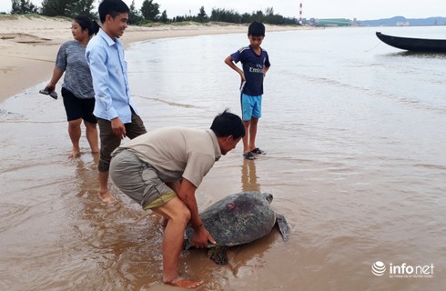 Hà Tĩnh: Rùa biển quý hiếm nặng 50kg được ngư dân thả về tự nhiên - ảnh 1