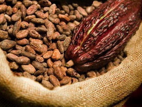 Bình Phước trồng cacao theo tiêu chuẩn quốc tế - ảnh 1
