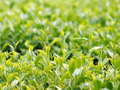 Chè nội khẳng định thương hiệu trên sân nhà - ảnh 1