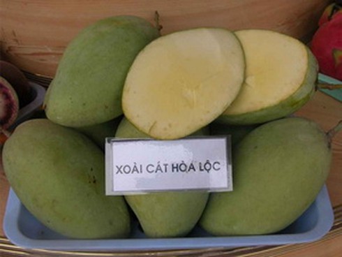 Nông dân Hòa Lộc trúng đậm với xoài cát trái vụ - ảnh 1