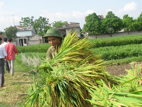 Nông thôn mới: Chậm do