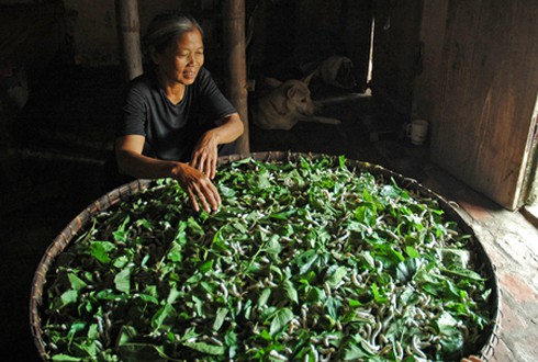 Dạy nghề nông thôn ở Tuyên Quang: Những tín hiệu vui! - ảnh 1