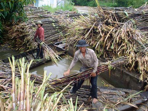 ĐBSCL: Nông dân đón đầu mùa mía ngọt - ảnh 1