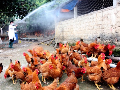 Phạm vi dịch cúm gia cầm đã thu hẹp xuống còn ở 5 tỉnh - ảnh 1