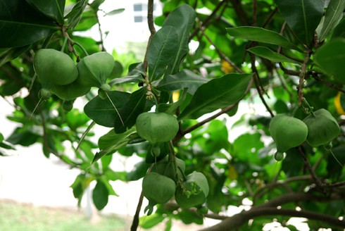 Ươm cây bàng vuông trên đảo Lý Sơn - ảnh 1