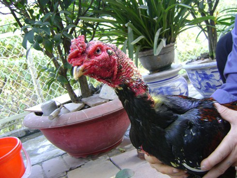 Chọi gà và “biến tướng” xấu - ảnh 2