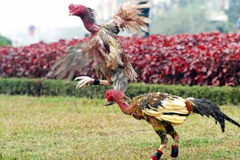 Chọi gà và “biến tướng” xấu - ảnh 3