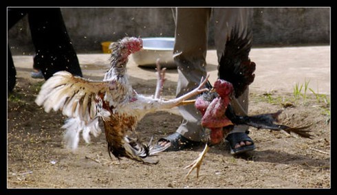 Chọi gà và “biến tướng” xấu - ảnh 1