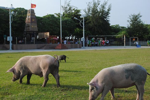Đặt chân lên hòn đảo bị