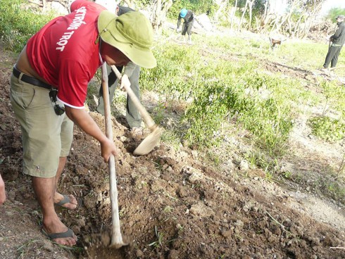 Ba thanh niên thành phố ra đất đảo sỏi đá trồng rau xanh - ảnh 2