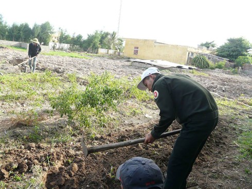 Ba thanh niên thành phố ra đất đảo sỏi đá trồng rau xanh - ảnh 5