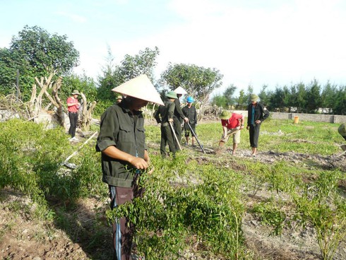 Ba thanh niên thành phố ra đất đảo sỏi đá trồng rau xanh - ảnh 6