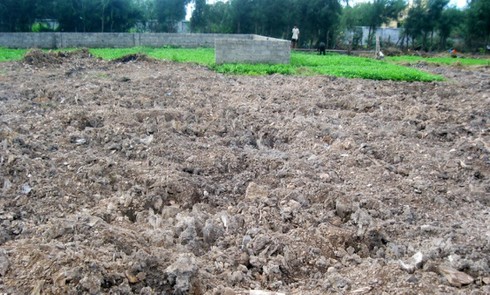 Bạch Long Vĩ đã có thêm… rau sạch - ảnh 5