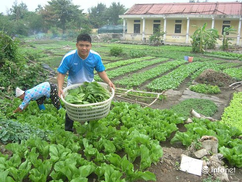 Bạch Long Vĩ đã có thêm… rau sạch - ảnh 1
