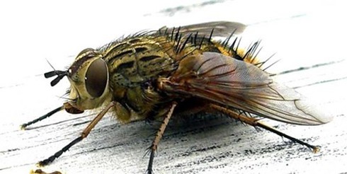 “Con ruồi giá 500 triệu đồng” và bài học về xử lý khủng hoảng - ảnh 1