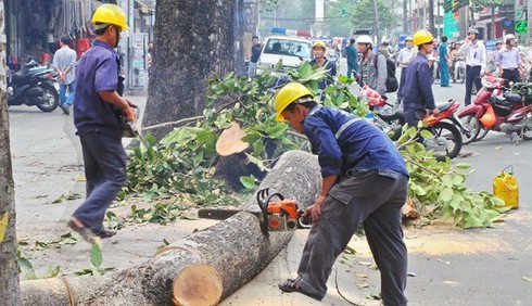 Vụ Hà Nội chặt cây xanh: “Các bác yên tâm sẽ xử lý kỷ luật và công khai sớm” - ảnh 1