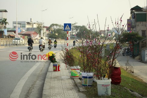 Hà Nội: Đào, hoa ra phố ngày Rằm tháng Chạp - ảnh 2