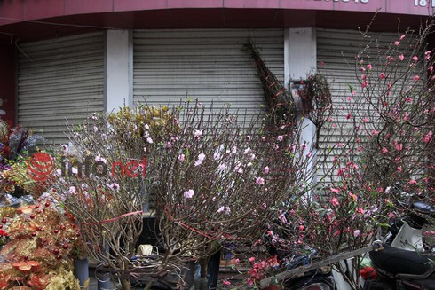 Hà Nội: Đào, hoa ra phố ngày Rằm tháng Chạp - ảnh 6