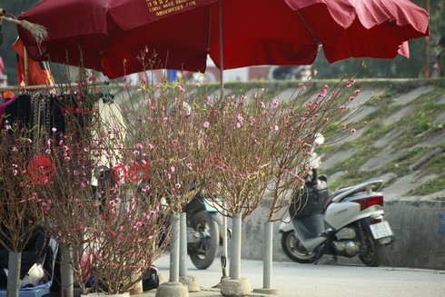 Hà Nội: Đào, hoa ra phố ngày Rằm tháng Chạp - ảnh 3