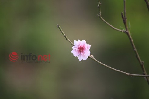 Hà Nội: Đào, hoa ra phố ngày Rằm tháng Chạp - ảnh 4