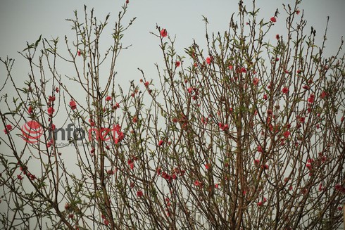 Hà Nội: Đào, hoa ra phố ngày Rằm tháng Chạp - ảnh 1