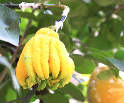 Cận cảnh gốc phật thủ có giá