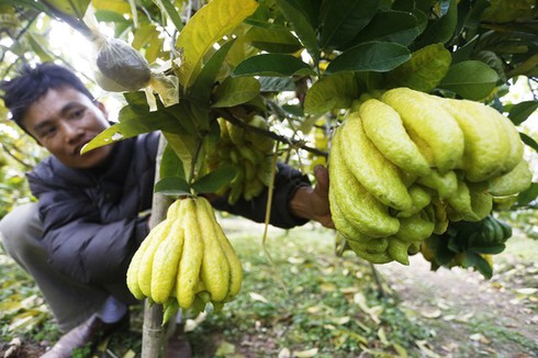 Cận cảnh gốc phật thủ có giá