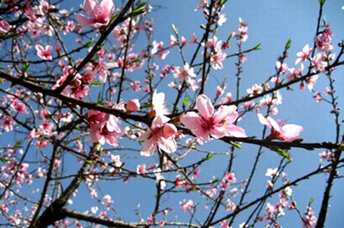 Chuyện làng đào Nhật Tân ở... Hà Tĩnh - ảnh 1