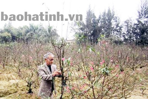 Chuyện làng đào Nhật Tân ở... Hà Tĩnh - ảnh 2