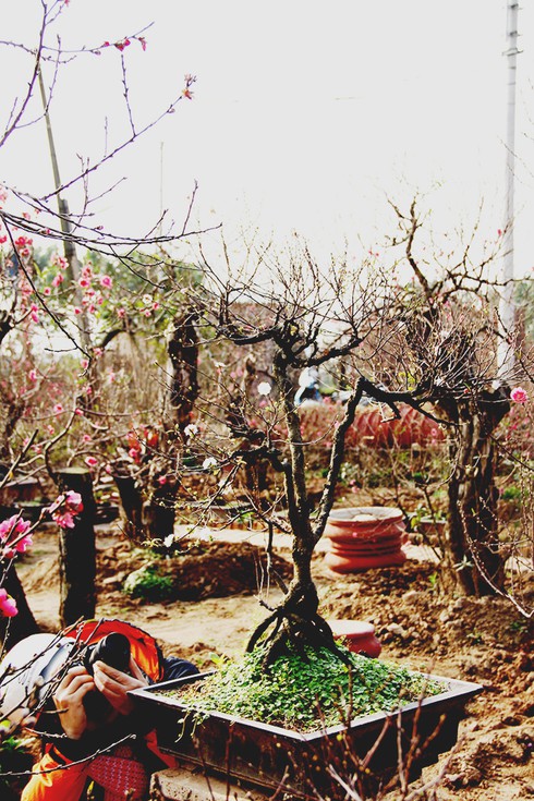 Mướt mắt thưởng vẻ đẹp “Nhất chi mai” - ảnh 10