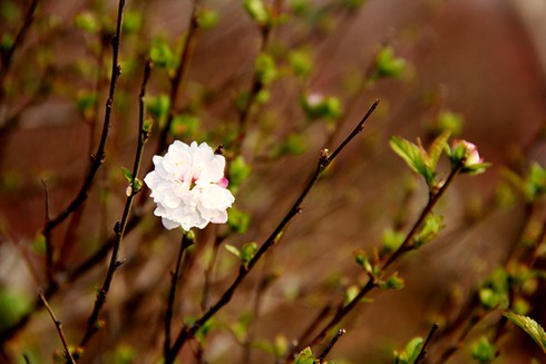 Mướt mắt thưởng vẻ đẹp “Nhất chi mai” - ảnh 11