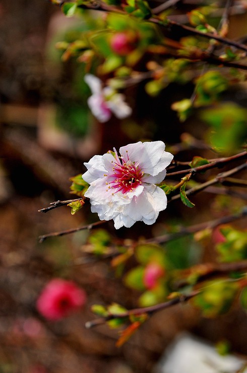 Mướt mắt thưởng vẻ đẹp “Nhất chi mai” - ảnh 13