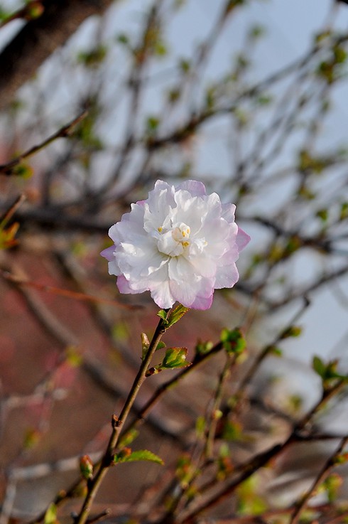 Mướt mắt thưởng vẻ đẹp “Nhất chi mai” - ảnh 16