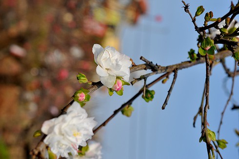 Mướt mắt thưởng vẻ đẹp “Nhất chi mai” - ảnh 1